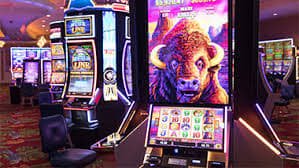 5567 bet
